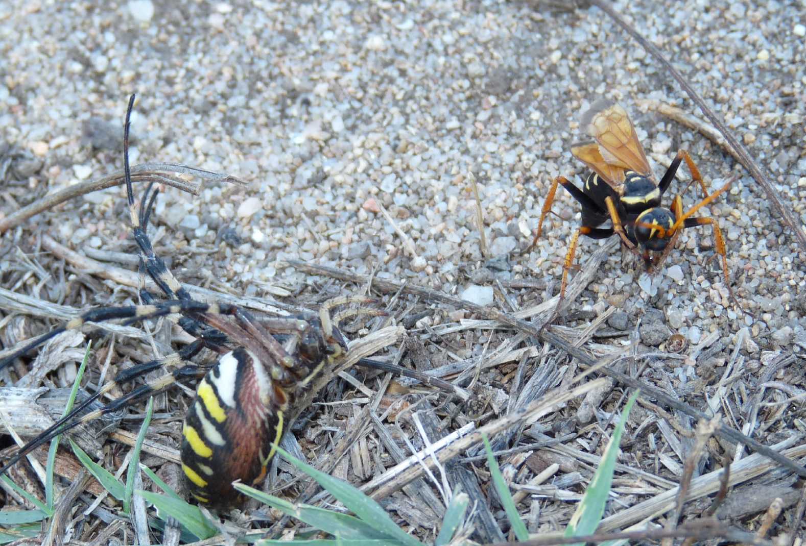 Batozonellus lacerticida con Argiope bruennichi